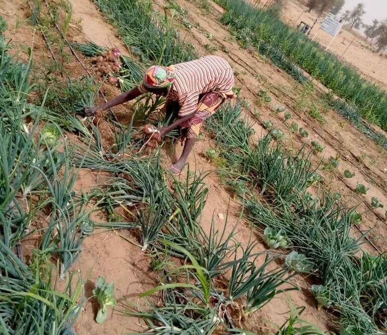 Récolte d’oignon irrigué exclusivement avec un pompage solaire combiné au goutte à goutte