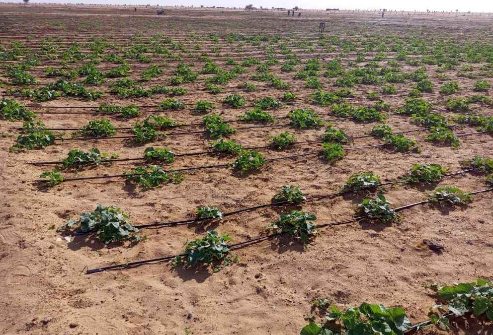 Irriguer en plein désert